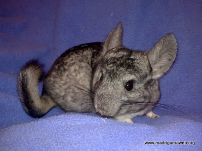 Chinchilla camarón